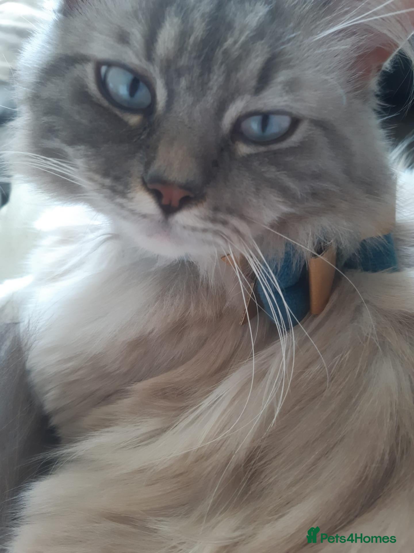 Ragdoll cats 2 year old male Ragdoll - Advert 3