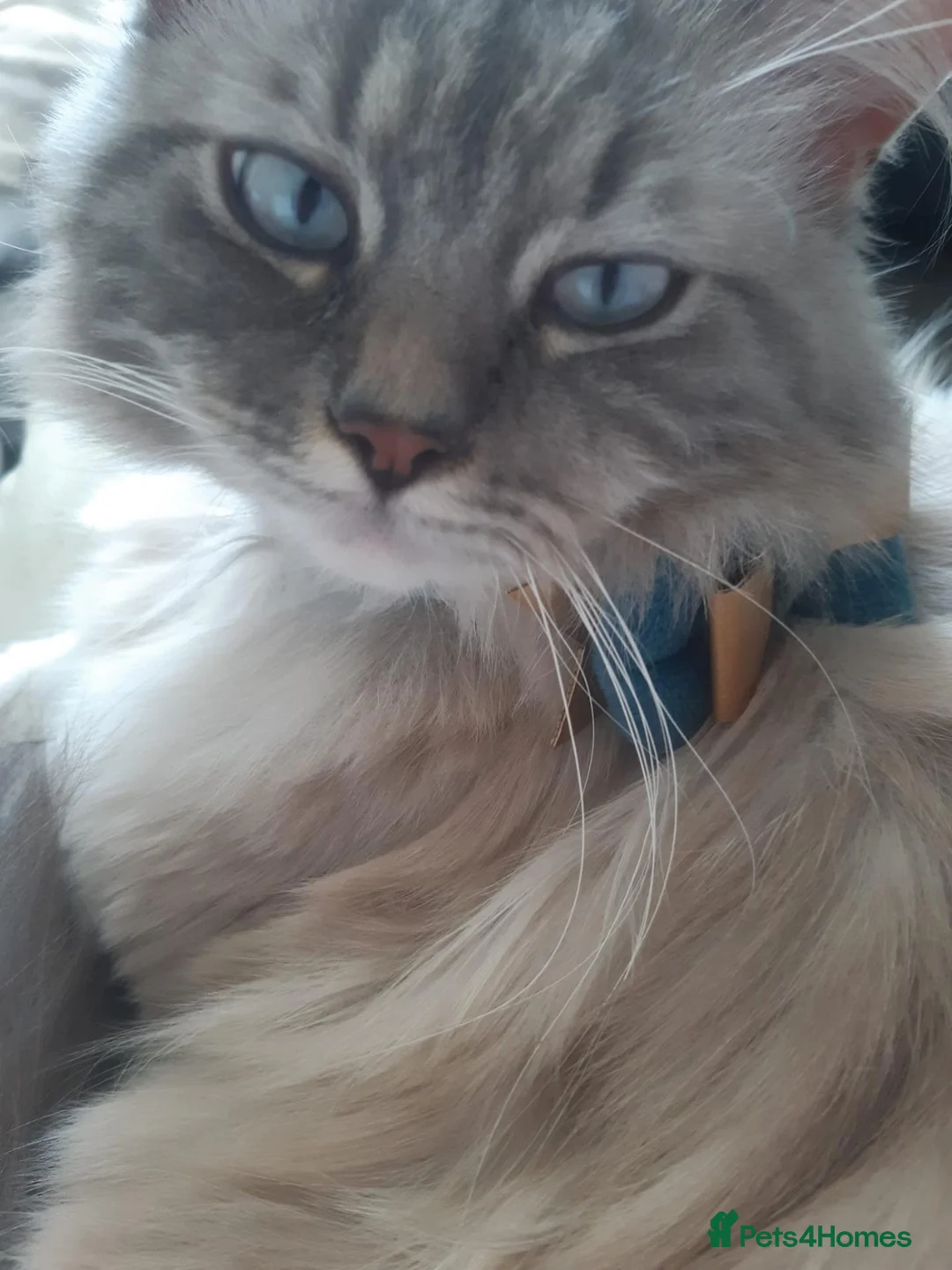Ragdoll cats for sale: 2 year old male Ragdoll in Kilbirnie - Advert 1