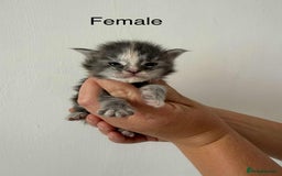 Maine Coon cats for sale: TICA registered large Maine Coon kittens - Image 14