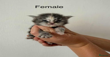 Maine Coon cats - Advert 9