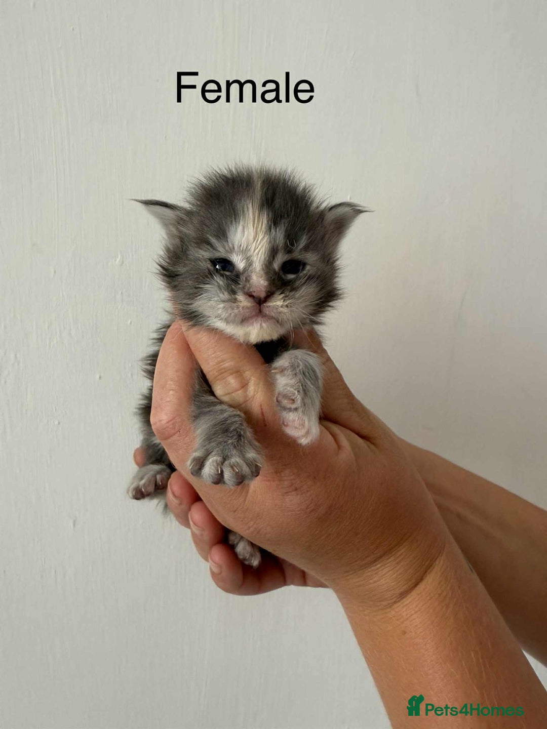 Maine Coon cats for sale: TICA registered large Maine Coon kittens - Image 14