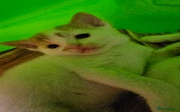 Mixed Breed cats for sale: Beautiful kittens for sale - Image 19