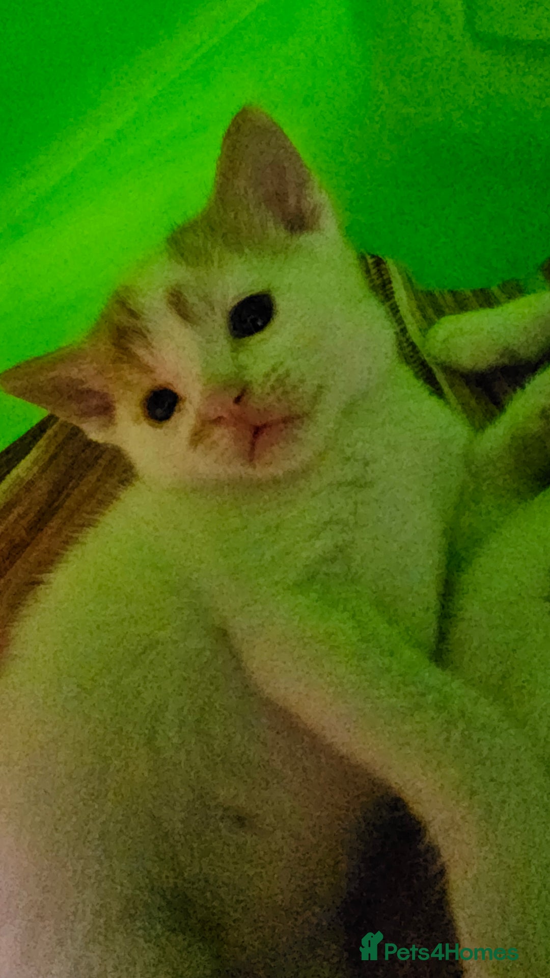 Mixed Breed cats for sale: Beautiful kittens for sale - Image 19