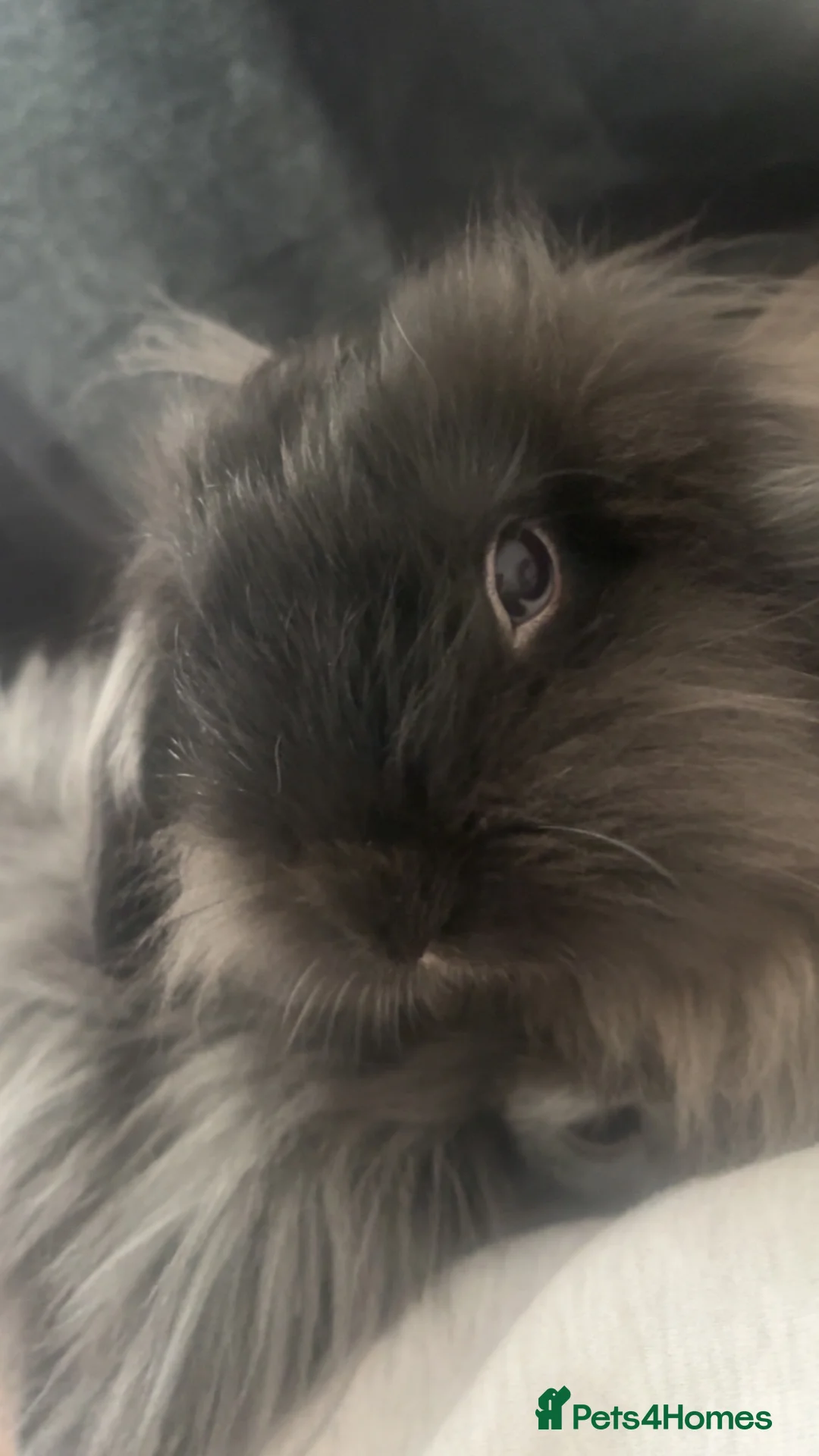 Angora rabbits for sale: Brother And Sister Bonded Pair Both Spayed in London - Advert 2