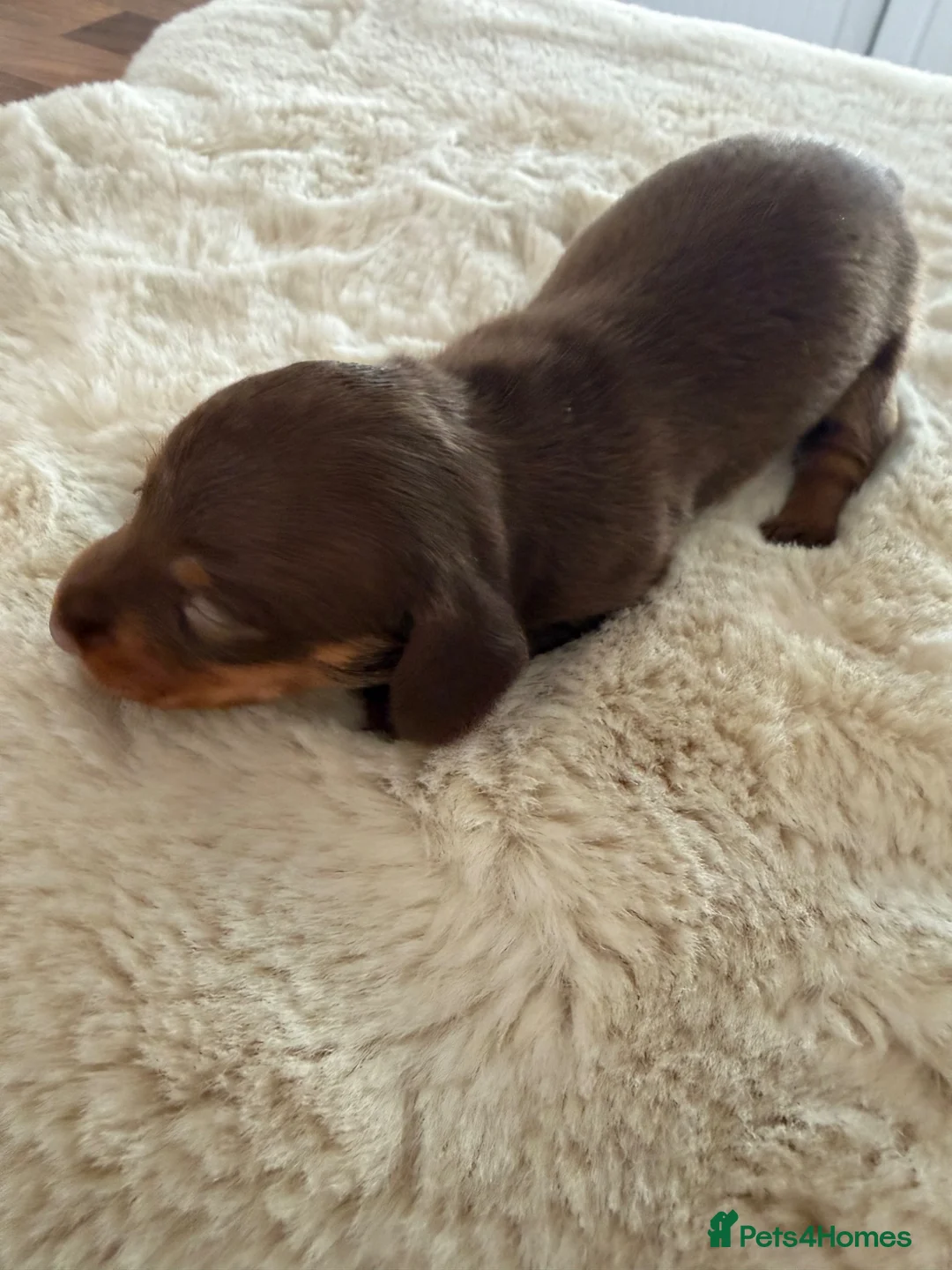 Miniature Dachshund dogs for sale: BEAUTIFUL K.C REGISTERED MINIATURE DACHSHUNDS  - Advert 2