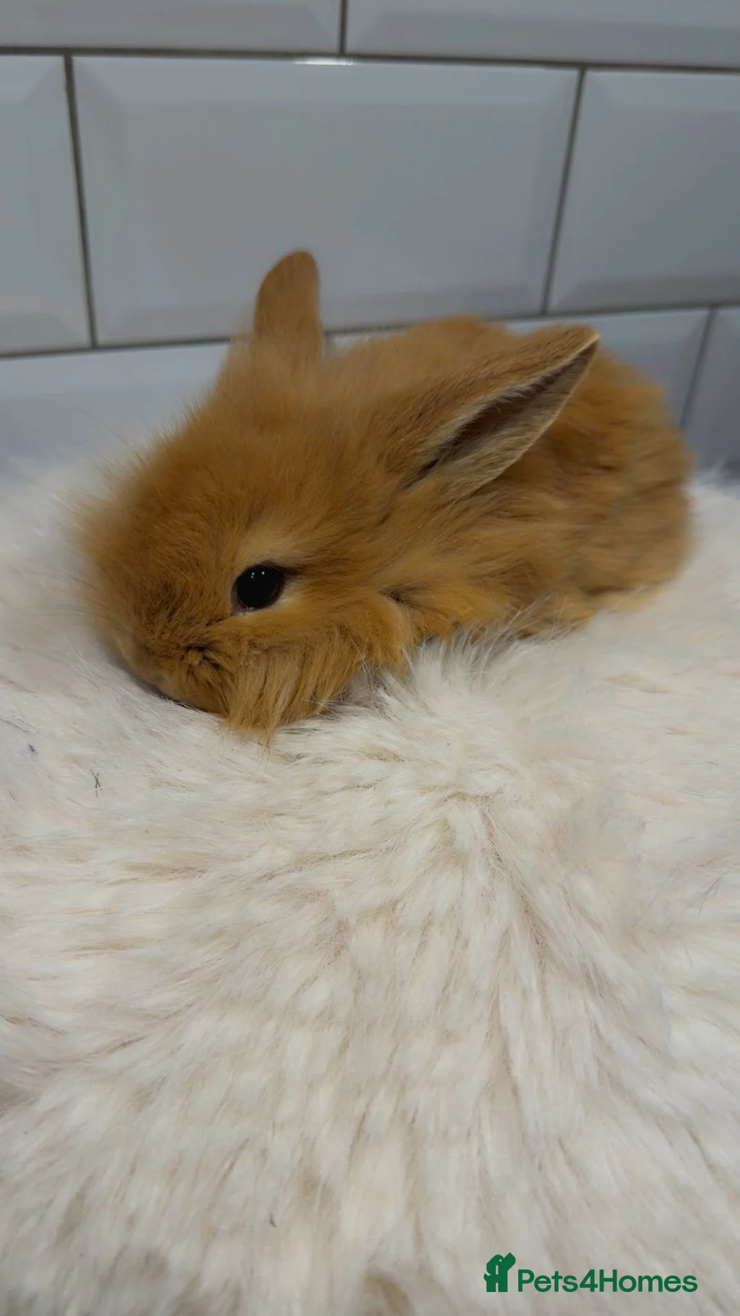 Lionhead rabbits for sale: Lionhead Bunnies  - Advert 3