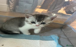 Scottish Fold cats for sale: Scottish fold and straights - Image 18