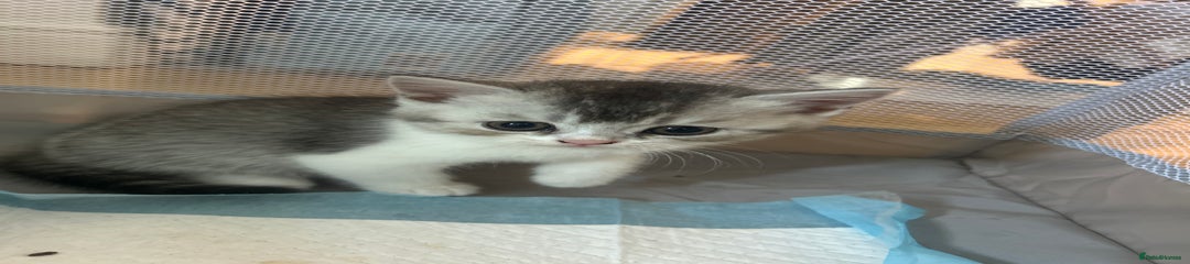 Scottish Fold Kitten 4