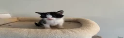 Mixed Breed cats for sale: 2 male cats for sale - Advert 2