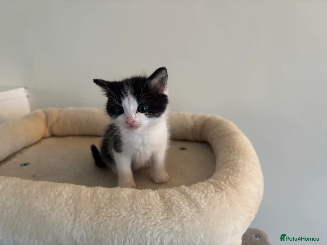 Mixed Breed cats for sale: 2 male cats for sale - Advert 2