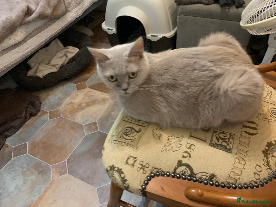 Burmese cats for sale: Burmese xBritish Kittens  - Image 12