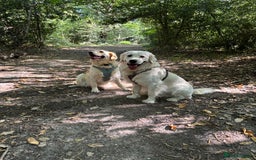 Golden Retriever dogs for sale: 3 beautiful Golden Retriever puppies  - Image 21