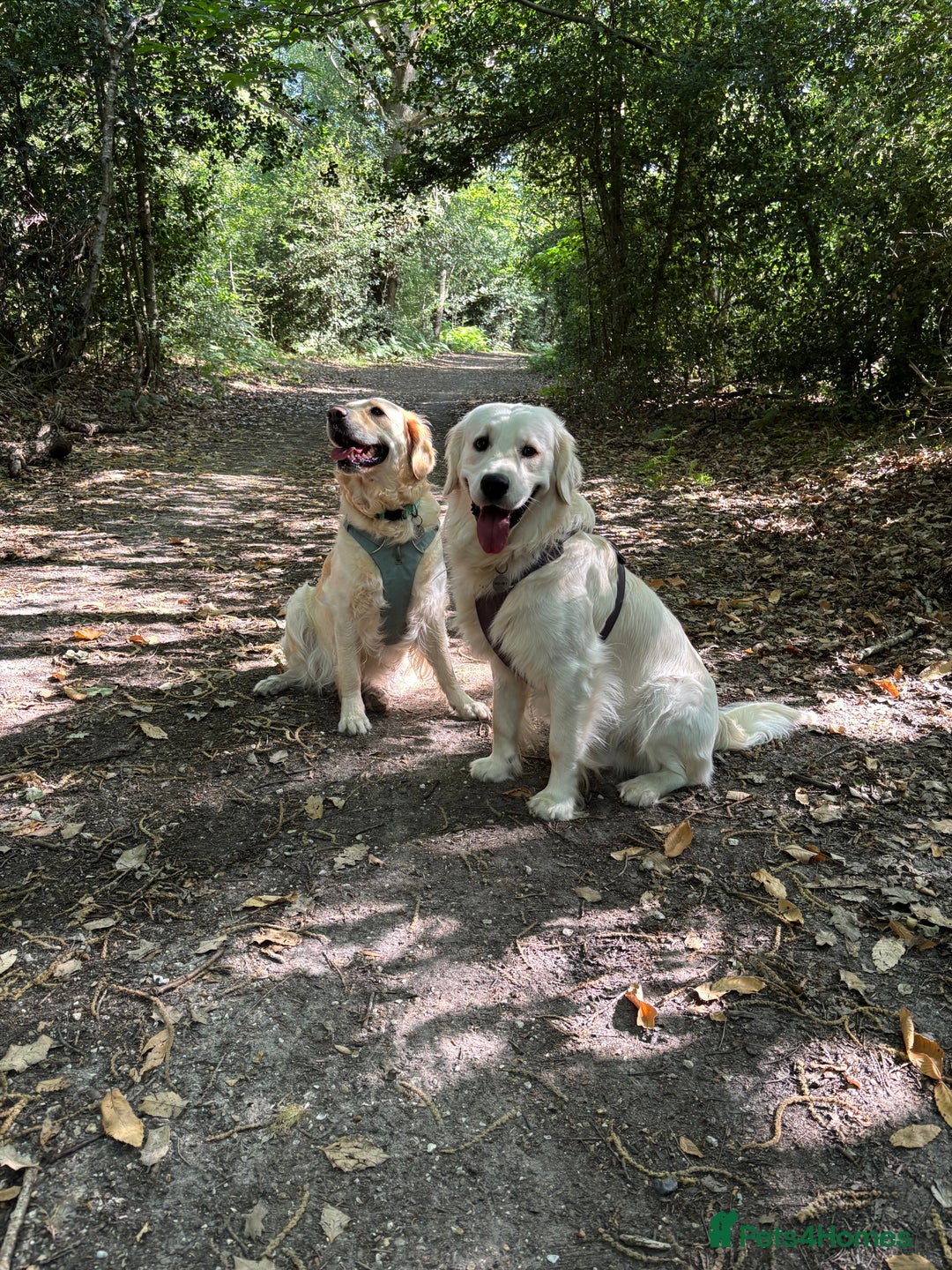 Golden Retriever dogs for sale: 3 beautiful Golden Retriever puppies  - Image 21