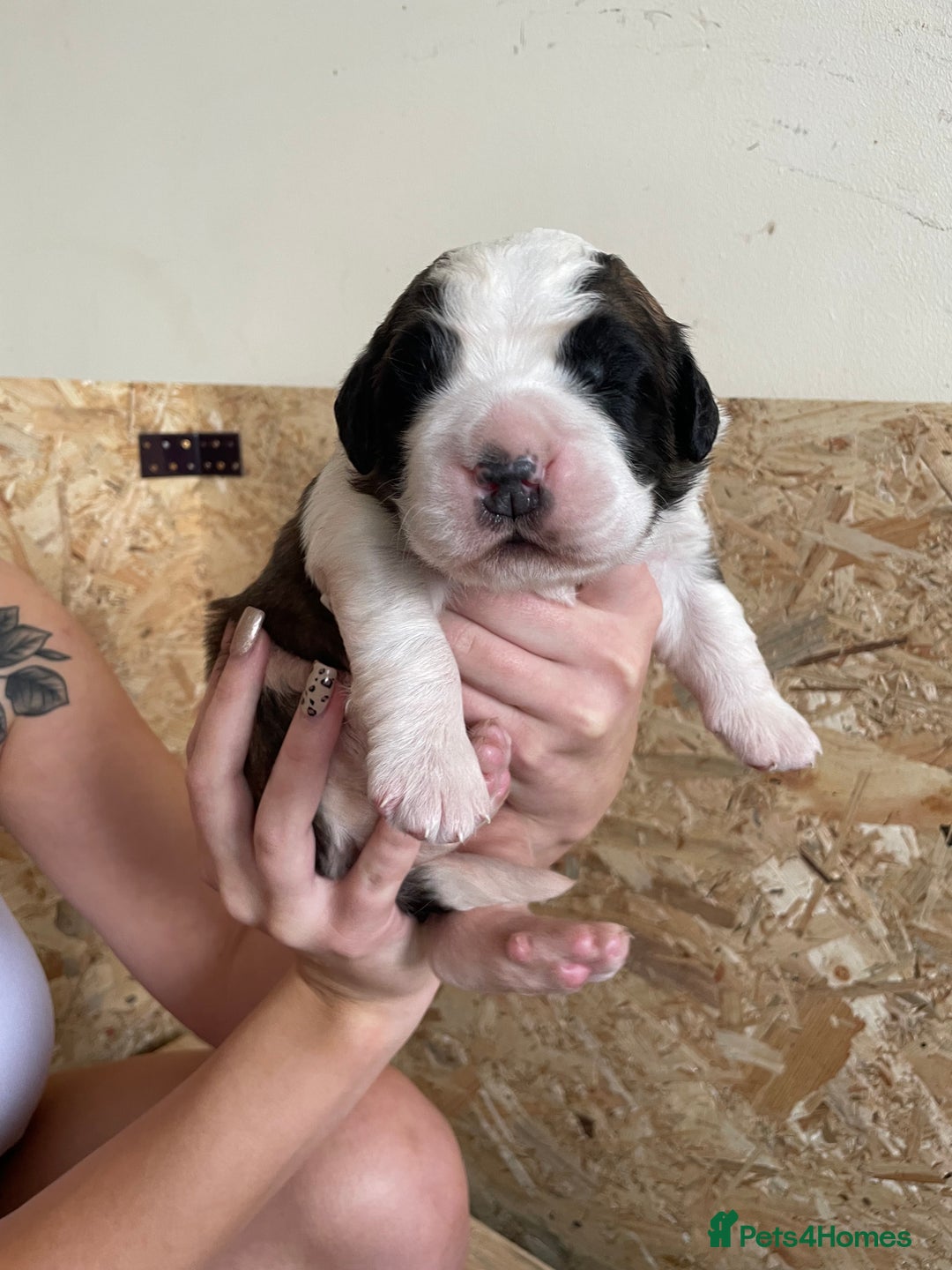 Saint Bernard dogs for sale: Saint Bernard puppies. Ready to leave  - Image 10