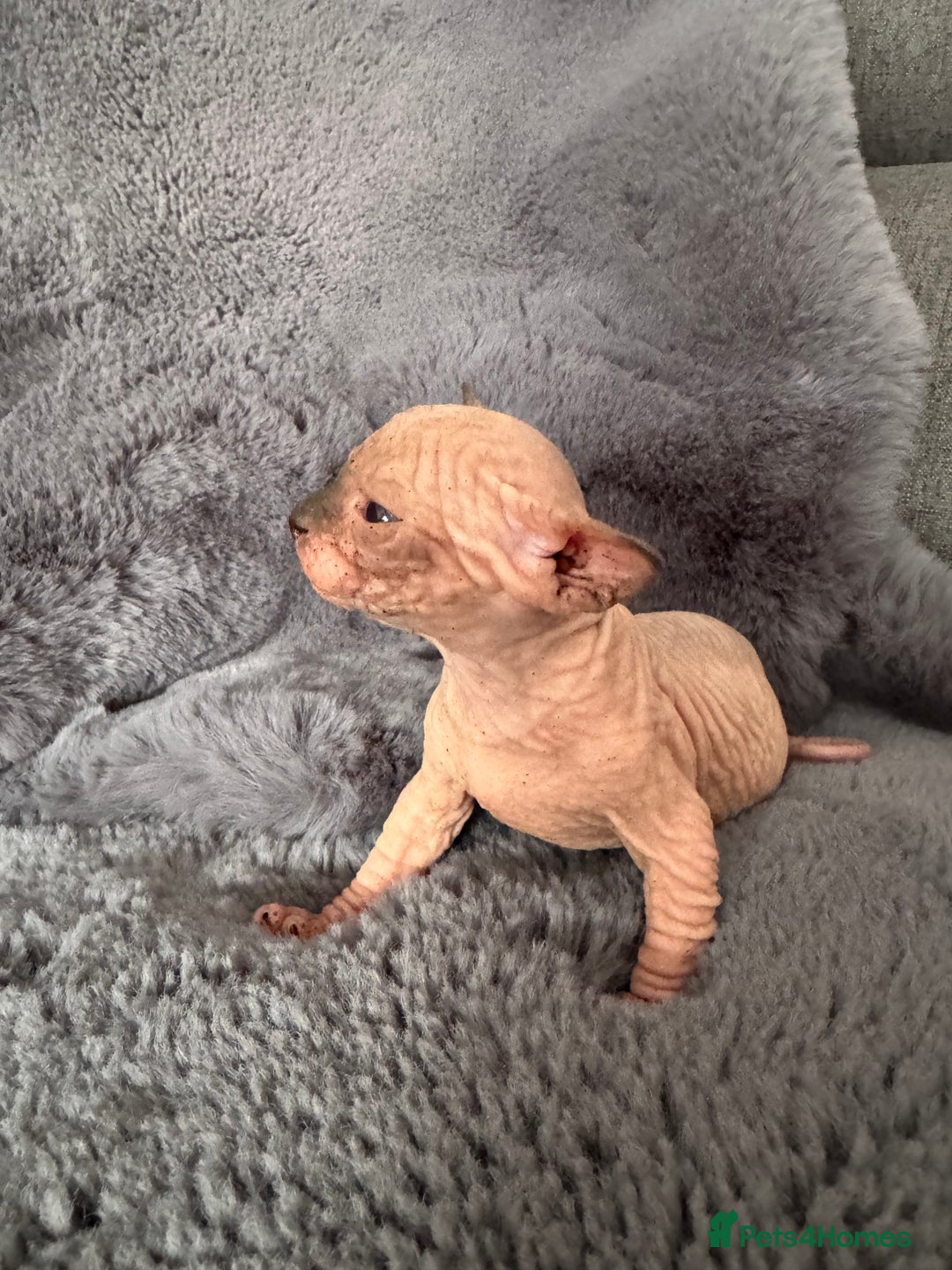 Sphynx cats for sale: 🔥Sphynx and Elf kittens🔥 - Image 10