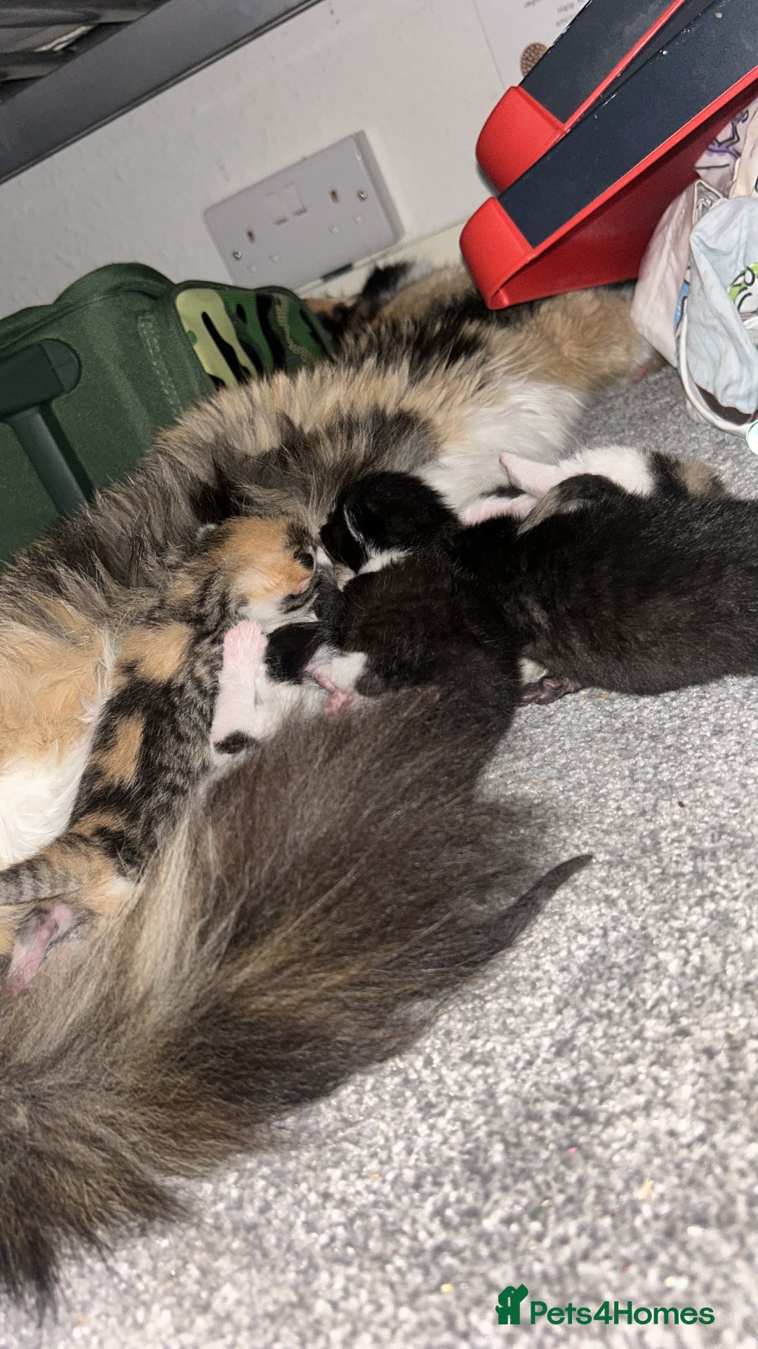 British Shorthair cats for sale: Kittens for sale - Image 2