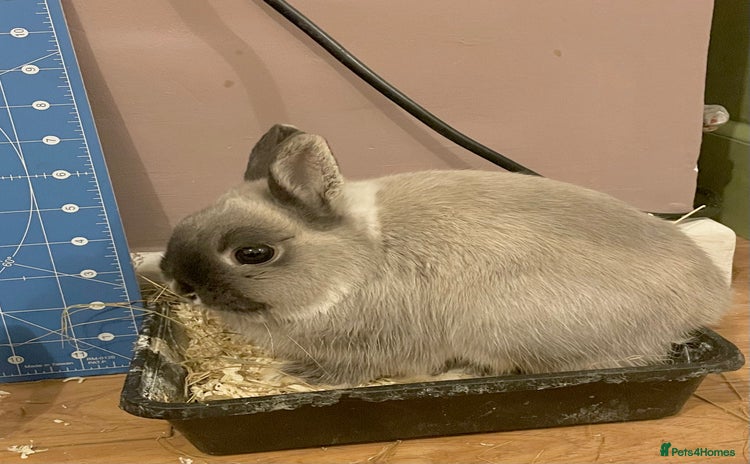 Netherland Dwarf rabbits NETHERLAND DWARF RABBITS  - Advert 15