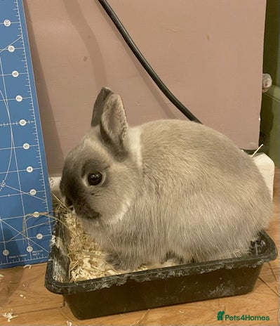 Netherland Dwarf rabbits NETHERLAND DWARF RABBITS - Advert 15