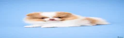 Pomeranian dogs for sale: ✨🐾 Exceptional KC Pom Boy Rare Isabella Parti💖 - Advert 6