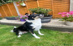 Border Collie dogs for sale: 🩷4 YEAR OLD BORDER COLLIE🩷 - Image 4