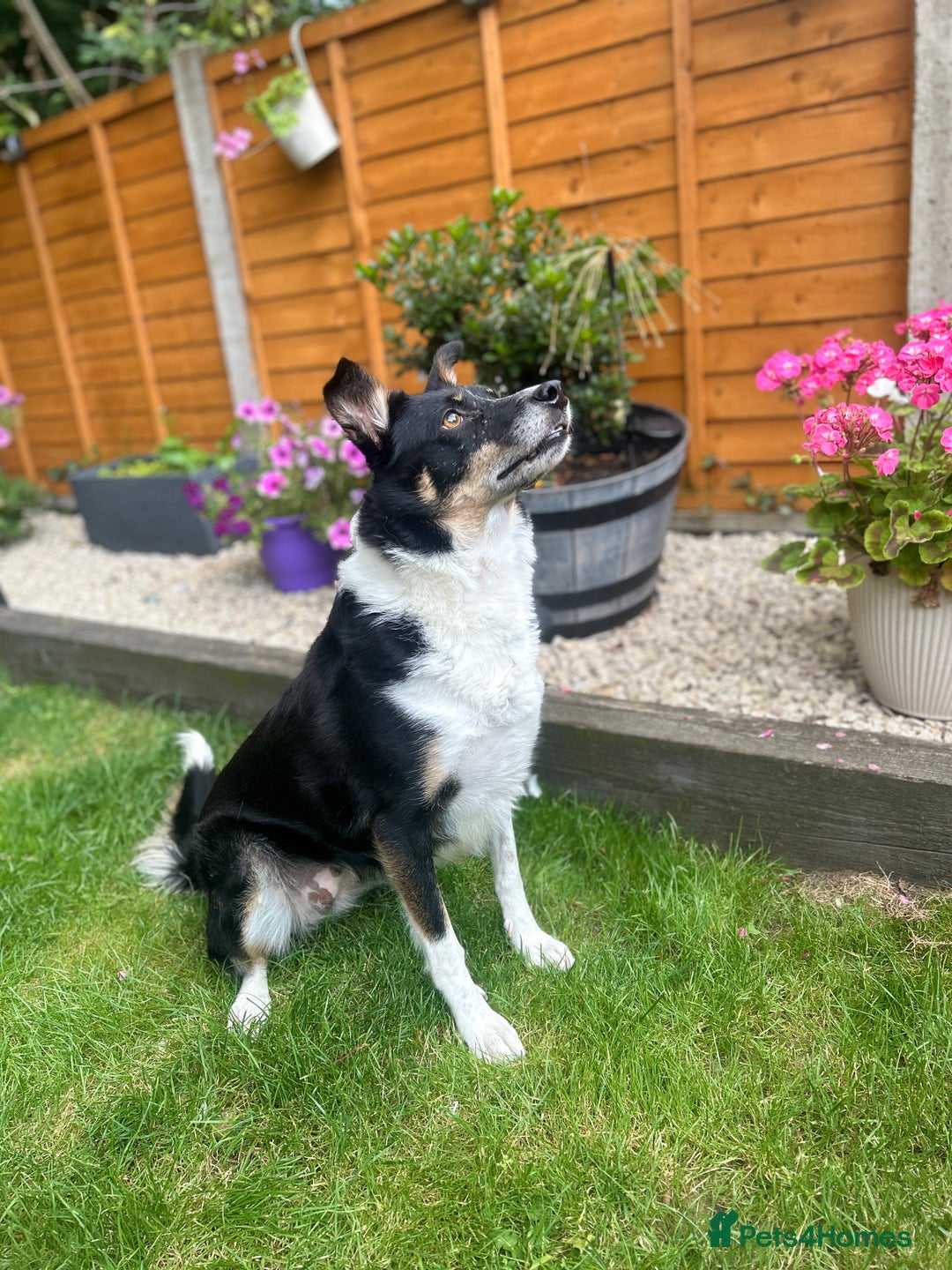 Border Collie dogs for sale: 🩷4 YEAR OLD BORDER COLLIE🩷 - Image 4