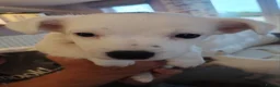 Jack Russell dogs for sale: JACK RUSSEL PUPPIES in London - Advert 6