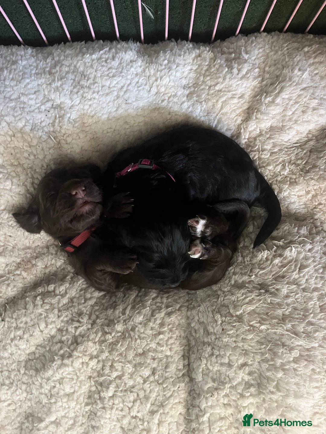 Cocker Spaniel dogs for sale: ‼️ONE GIRL LEFT‼️Working cocker spaniel puppies🐾 - Image 7