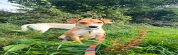 Mixed Breed dogs for sale: Jacky is a Sweet, Playful, and Clever Puppy - Advert 4