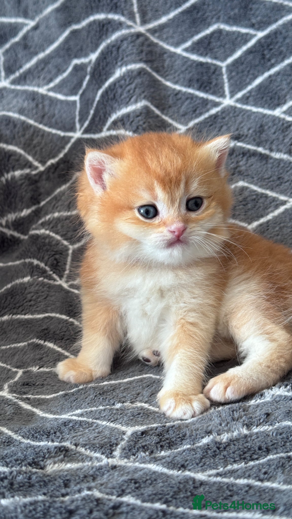 British Shorthair cats ADORABLE GCCF BSH CHOCOLATE GOLD KITTENS  - Advert 13