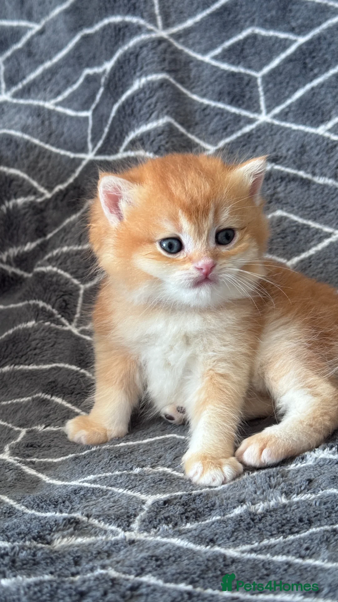 British Shorthair cats for sale: ADORABLE GCCF BSH CHOCOLATE GOLD KITTENS  - Advert 1