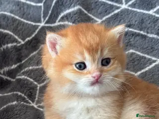 British Shorthair cats ADORABLE GCCF BSH CHOCOLATE GOLD KITTENS - Advert 13