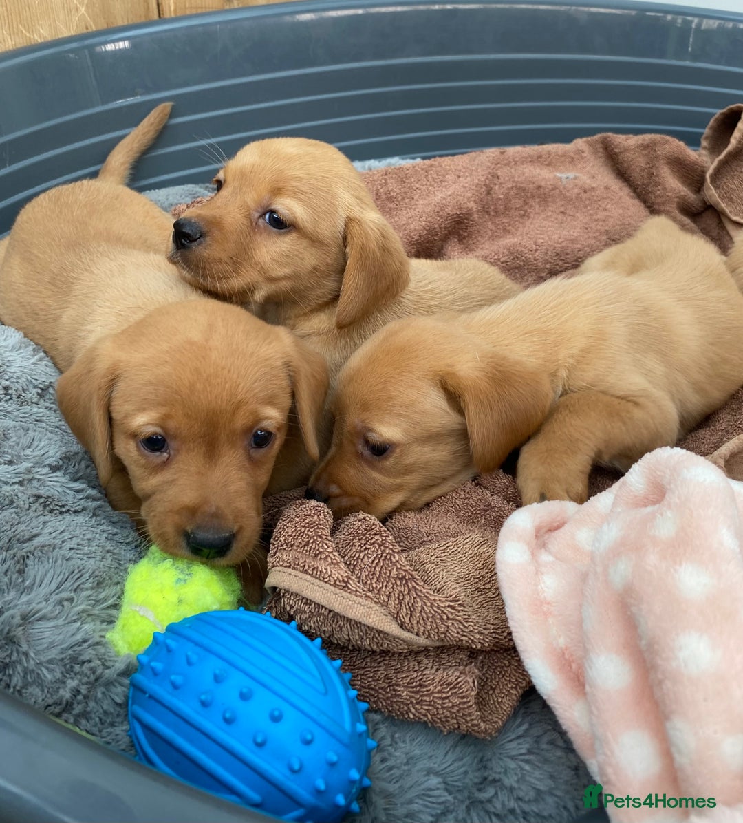 Labrador Retriever dogs for sale: Labrador Retriever - Image 19