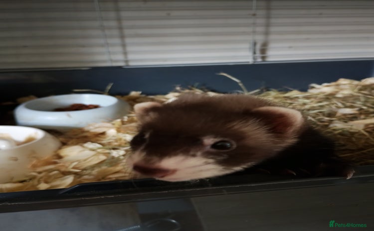 Ferret rodents - Advert 10
