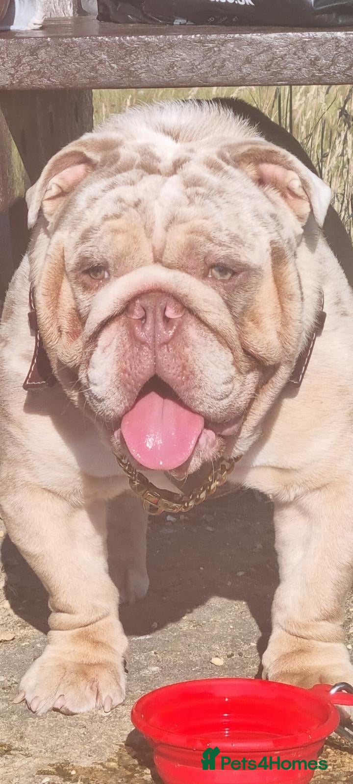 English Bulldog dogs for stud: Lilac merle English bulldog available now for stud - Advert 1