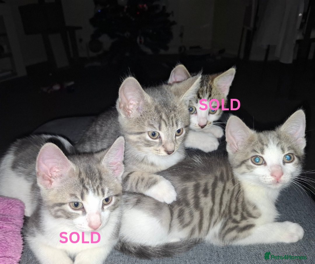 Mixed Breed cats for sale: 2 Girl Kittens - Advert 5