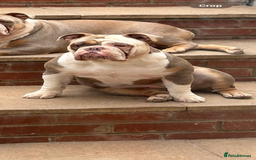 Mixed Breed dogs for sale: New English Bulldog  - Image 3