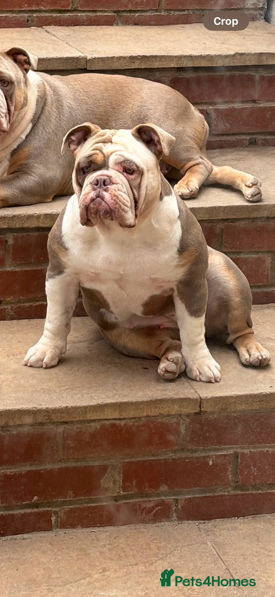 Mixed Breed dogs for sale: New English Bulldog  - Image 3