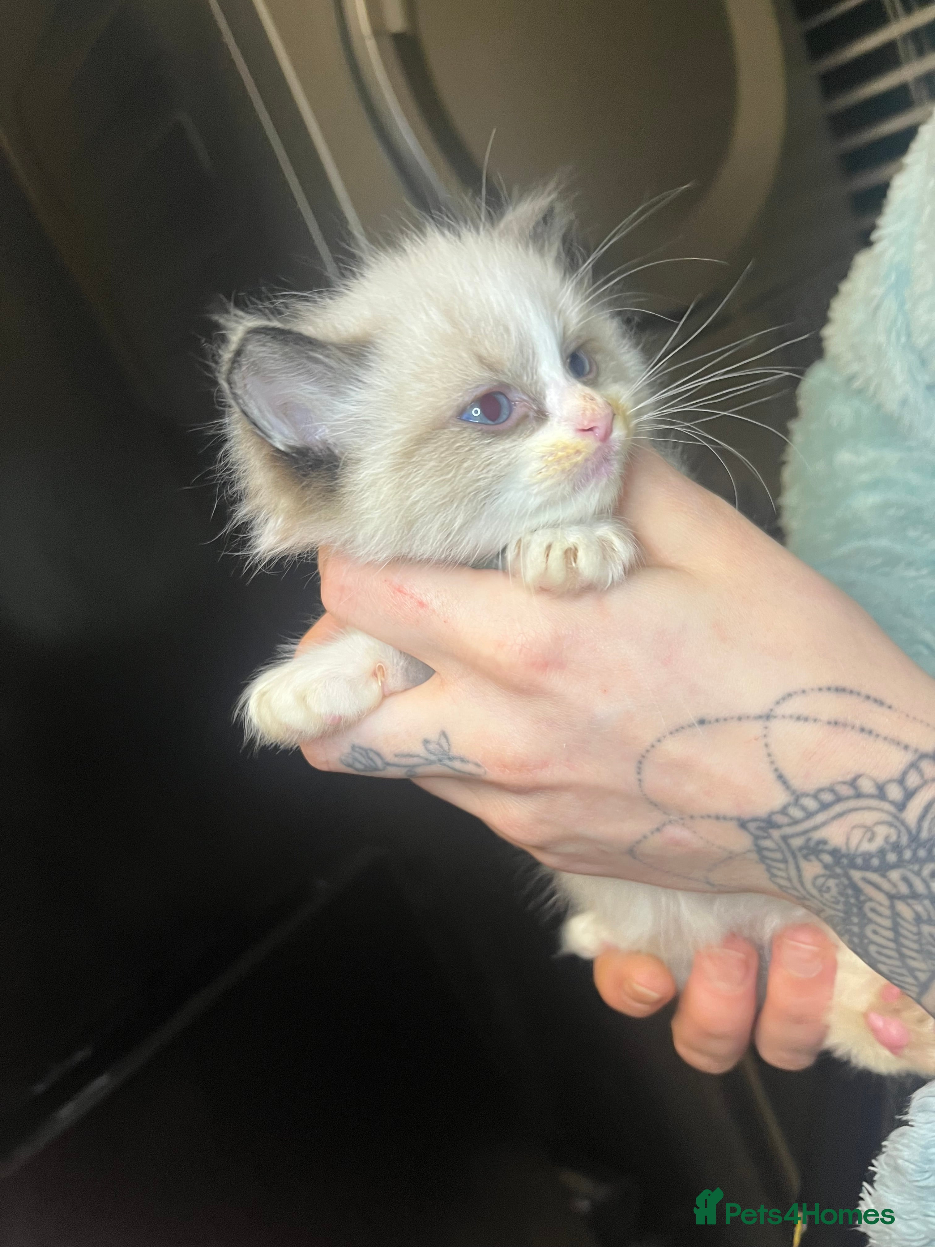 Ragdoll cats One male ragdoll kitten    - Advert 15