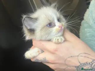 Ragdoll cats One male ragdoll kitten - Advert 15