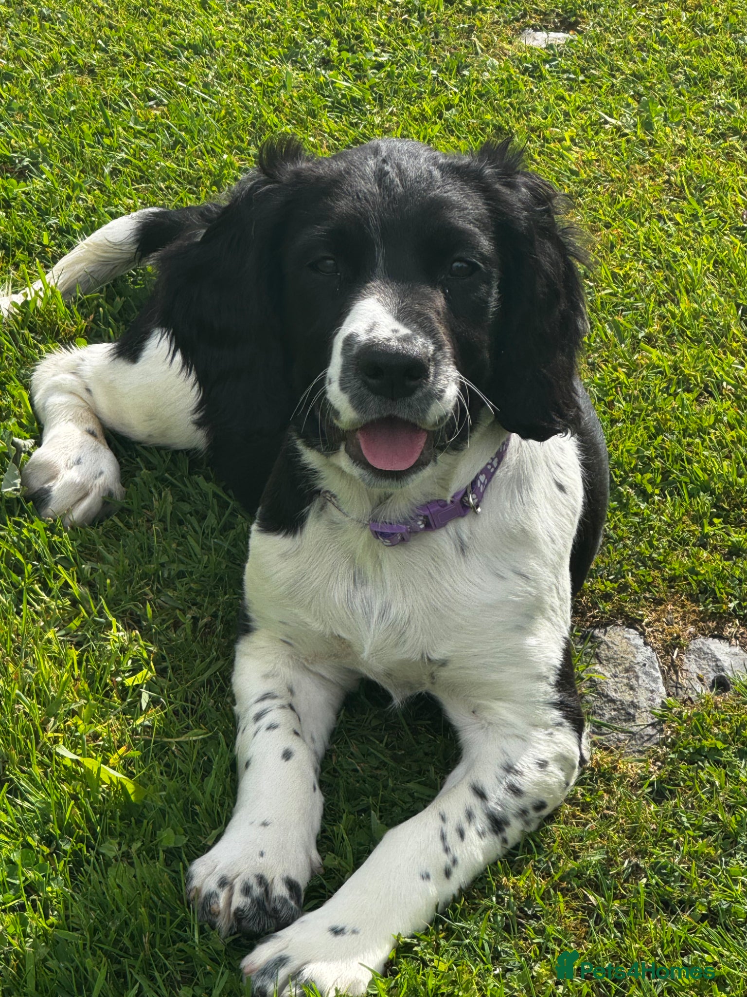 English Springer Spaniel dogs Springer Spaniel Puppies  - Advert 1