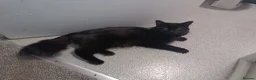 Mixed Breed cats for sale: Beautiful Fluffy Black Kittens in Uxbridge - Advert 14