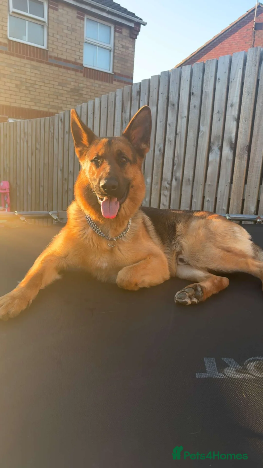 German Shepherd dogs for sale: German shepherd 2 year old male - Advert 1