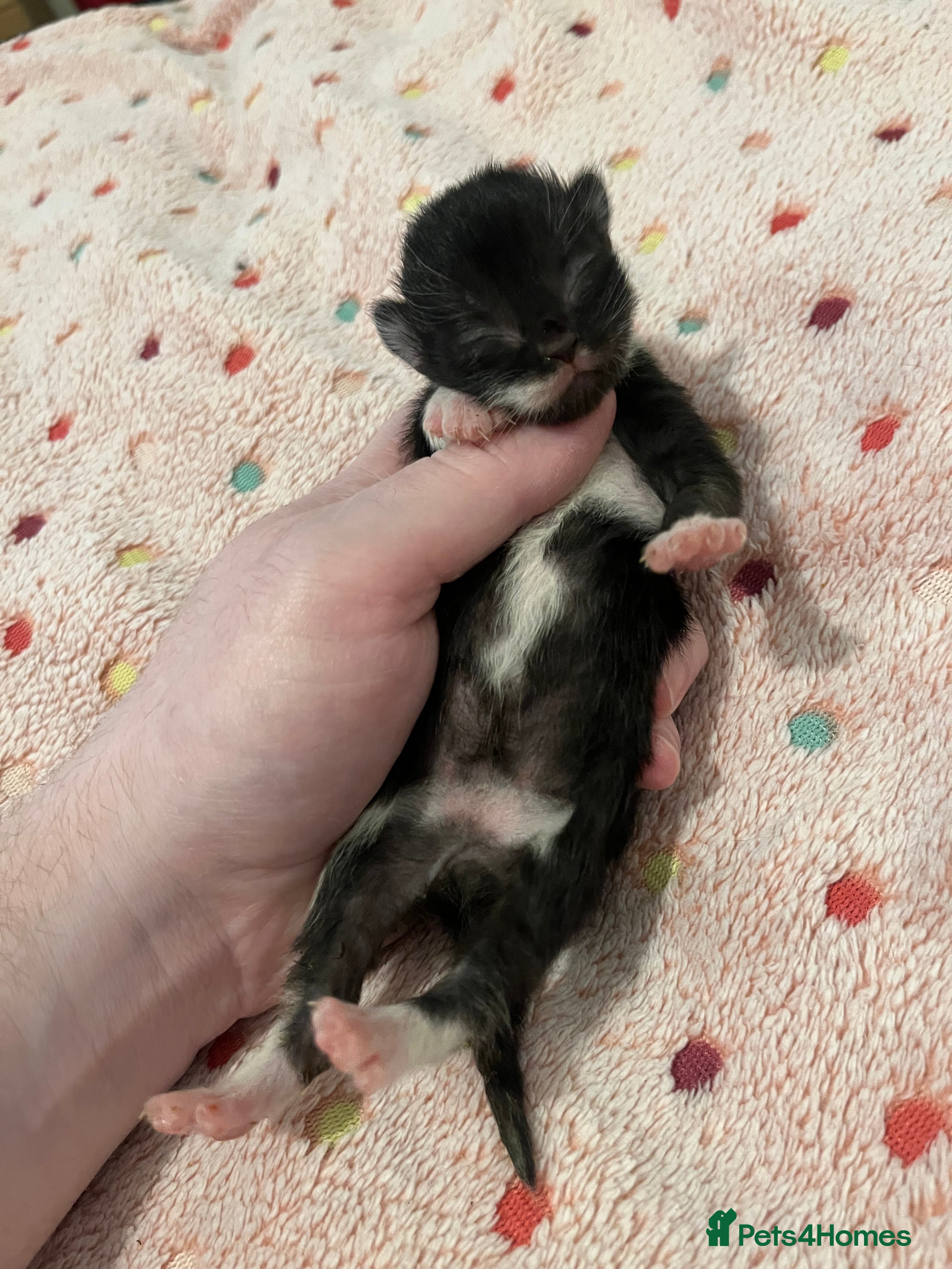 Mixed Breed cats Beautiful kittens for sale 🥰 - Advert 2