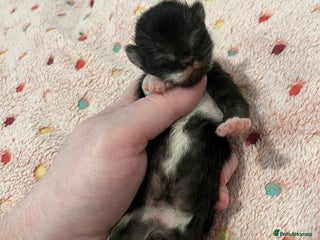 Mixed Breed cats Beautiful kittens for sale 🥰 - Advert 3