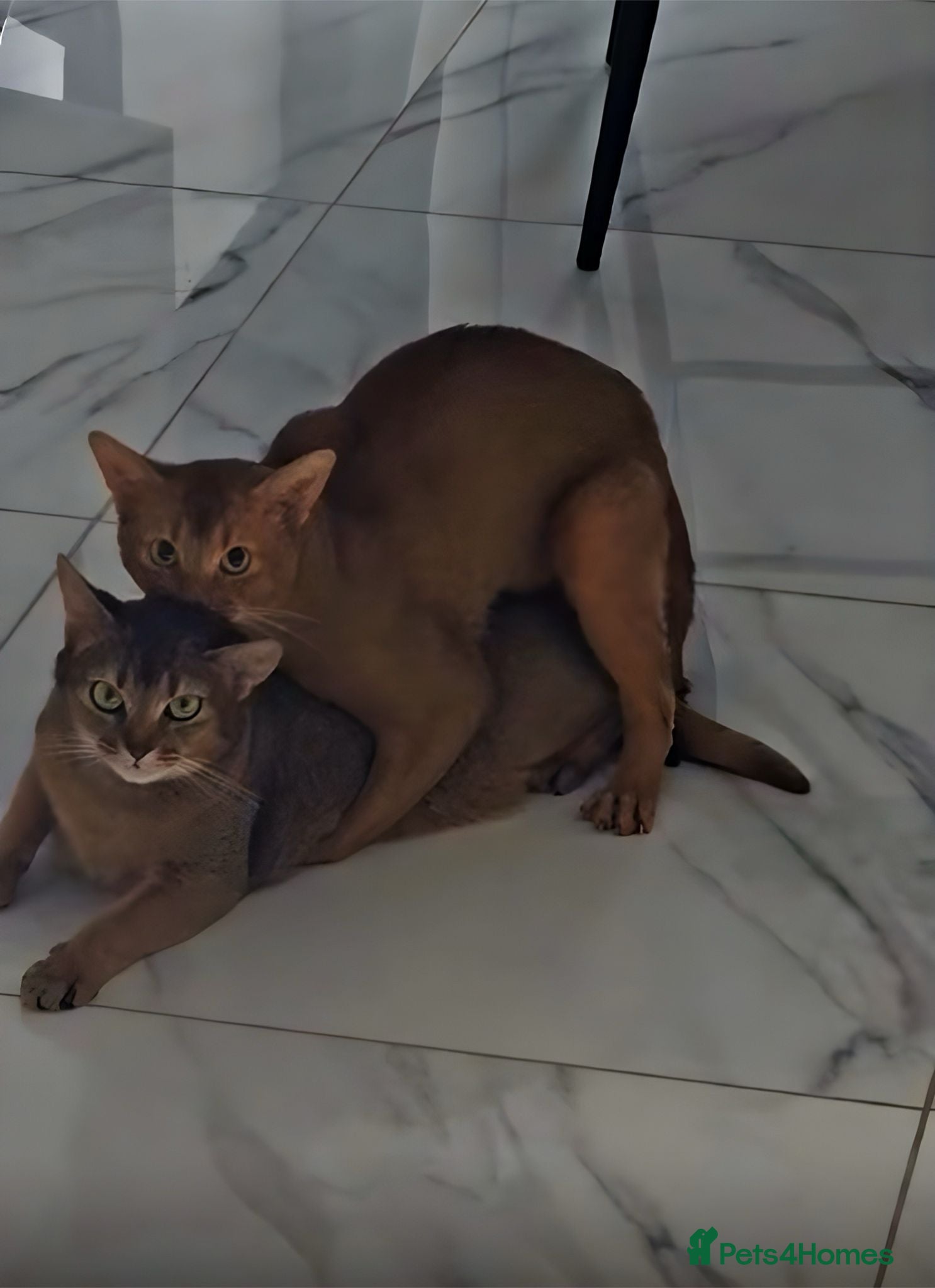 Abyssinian cats ☆Abyssinian Cat for stud-Sorrel colour ☆ - Advert 5