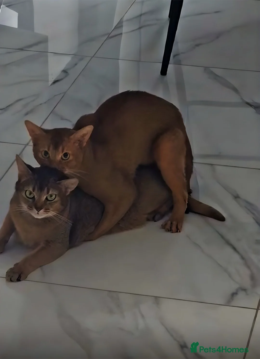 Abyssinian cats for stud: ☆Abyssinian Cat for stud-Sorrel colour ☆ in Northampton - Advert 2