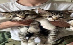 British Shorthair cats for sale: Beautiful Mum and babies looking for a new home❤️ - Image 9
