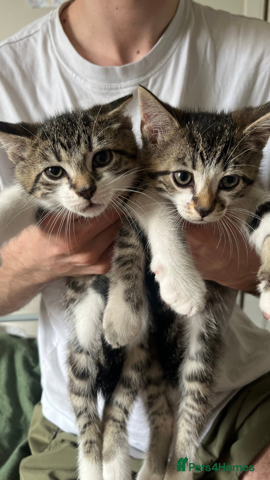 British Shorthair cats for sale: Beautiful Mum and babies looking for a new home❤️ - Image 9