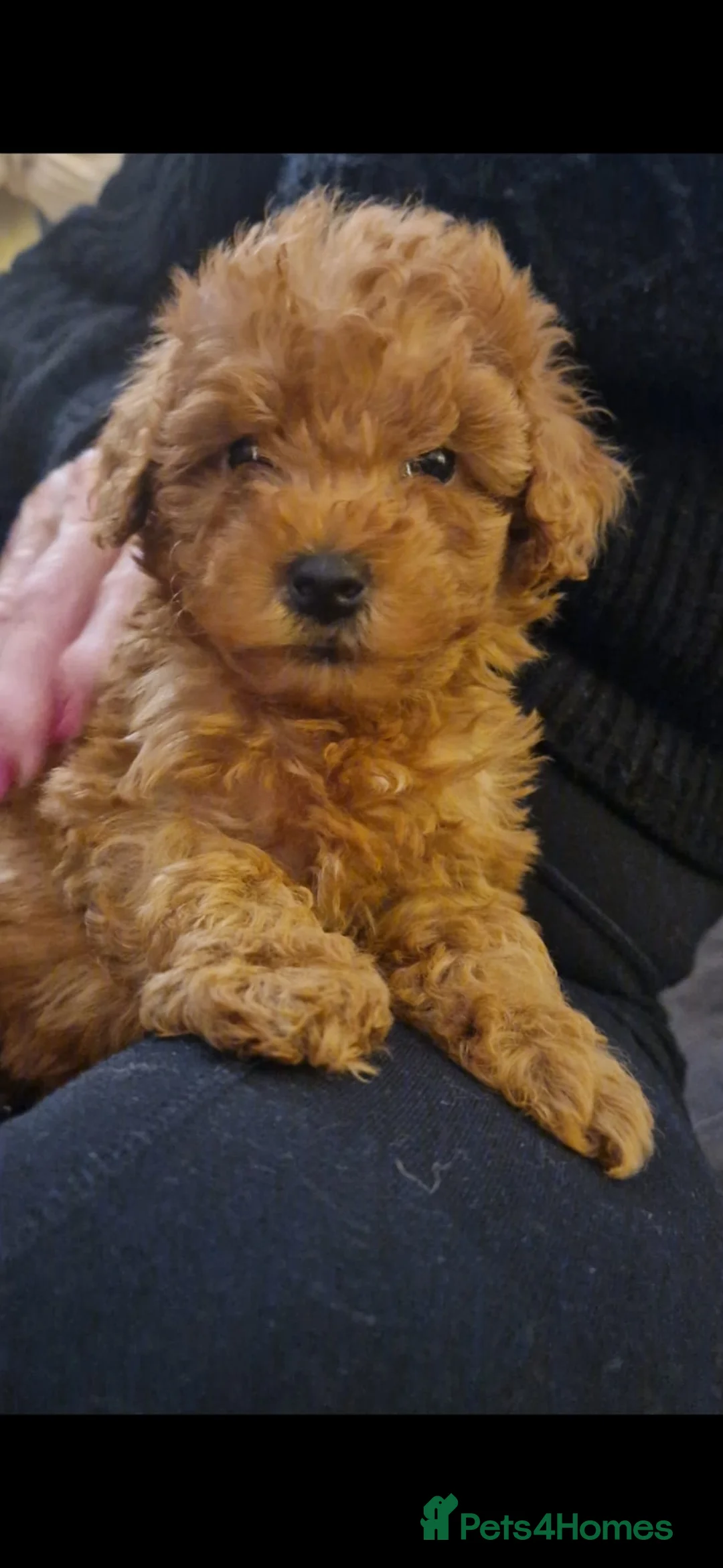 Maltipoo dogs for sale: 2 boys - Advert 10