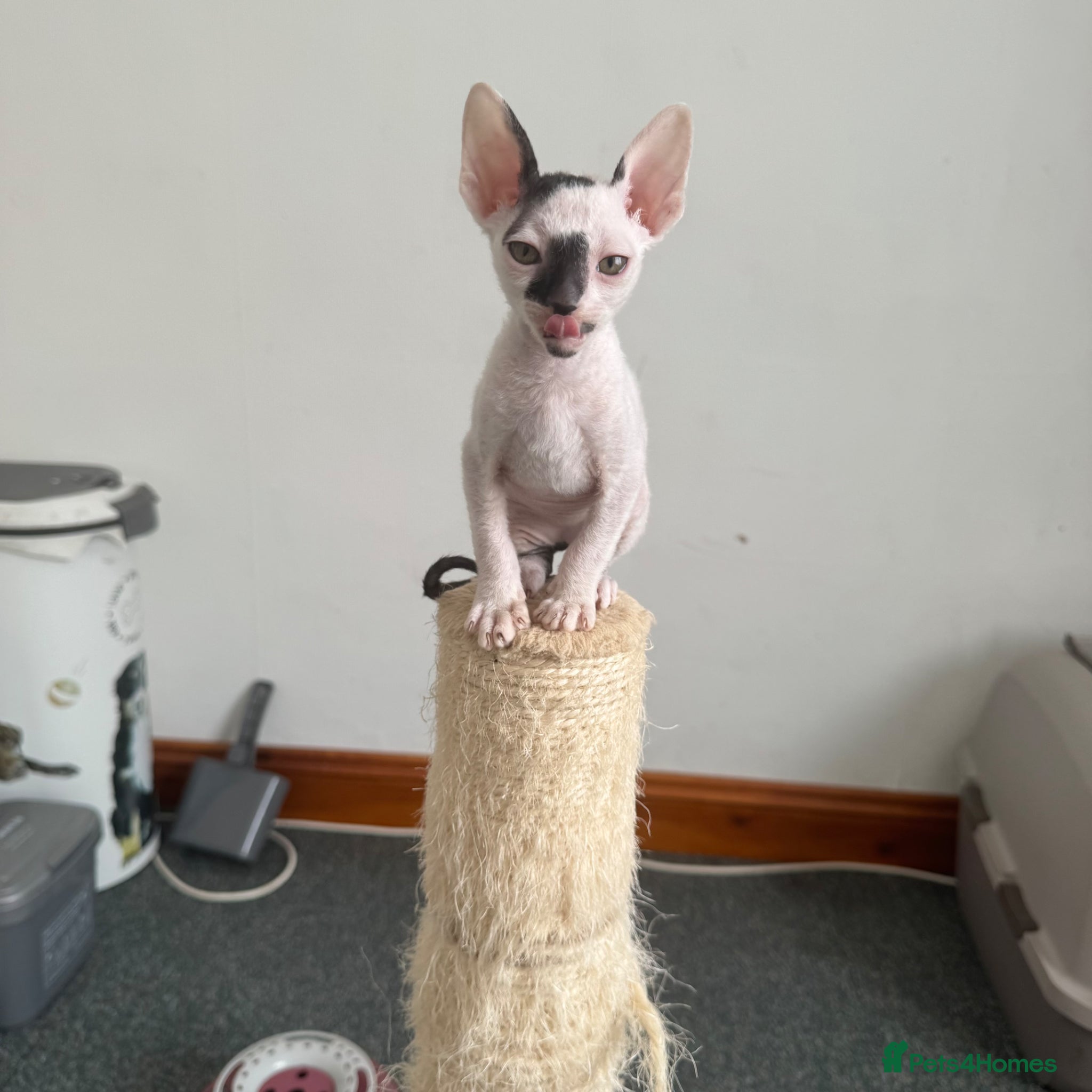 Cornish Rex cats for sale: Beautiful kittens one girl left - Advert 1